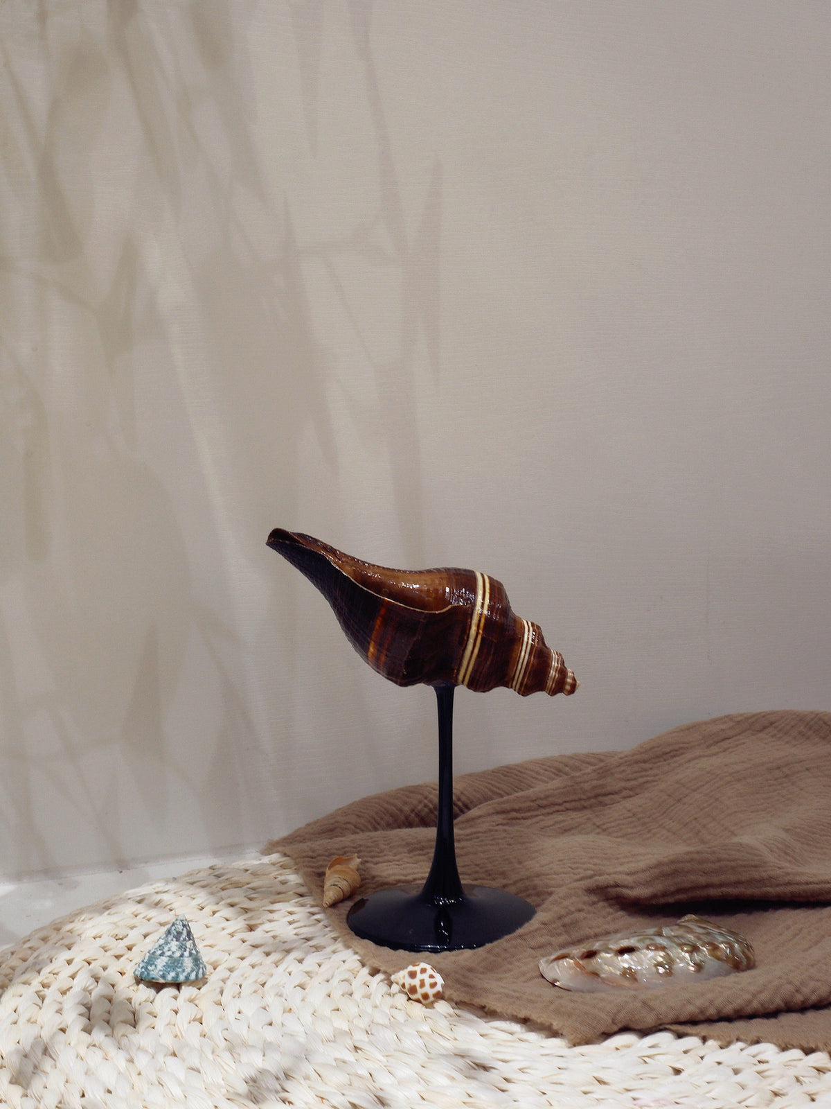 IN Chaos genuine seashell goblet shown from another angle