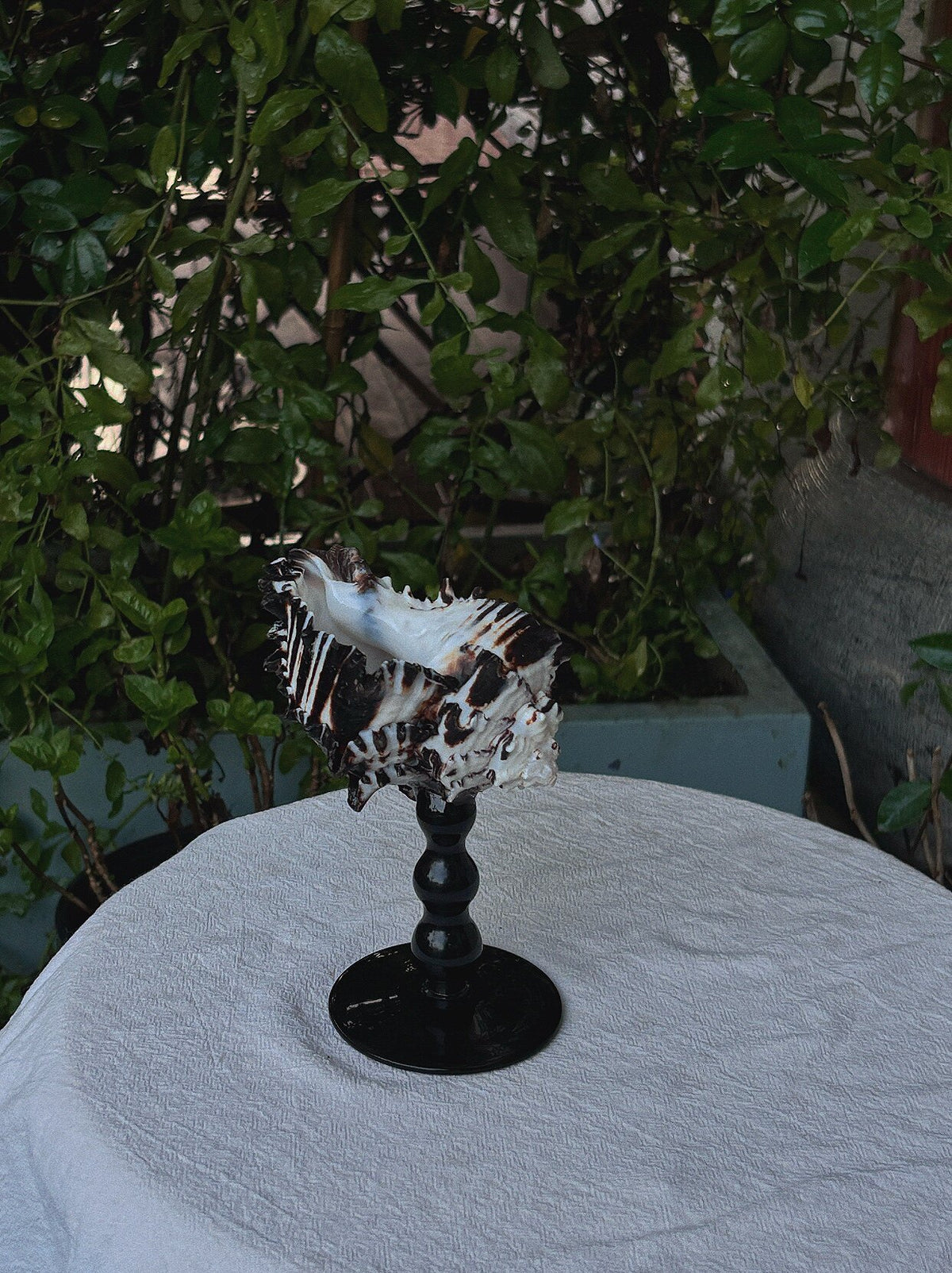 Natural seashell texture and sculptural goblet stem detail