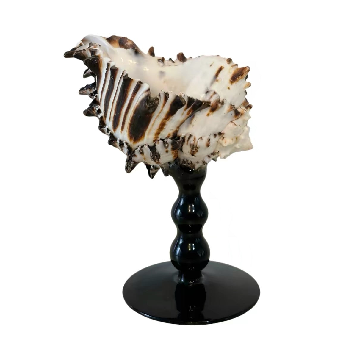 IN Chaos Black Murex Shell / Black Beaded Stem natural seashell goblet