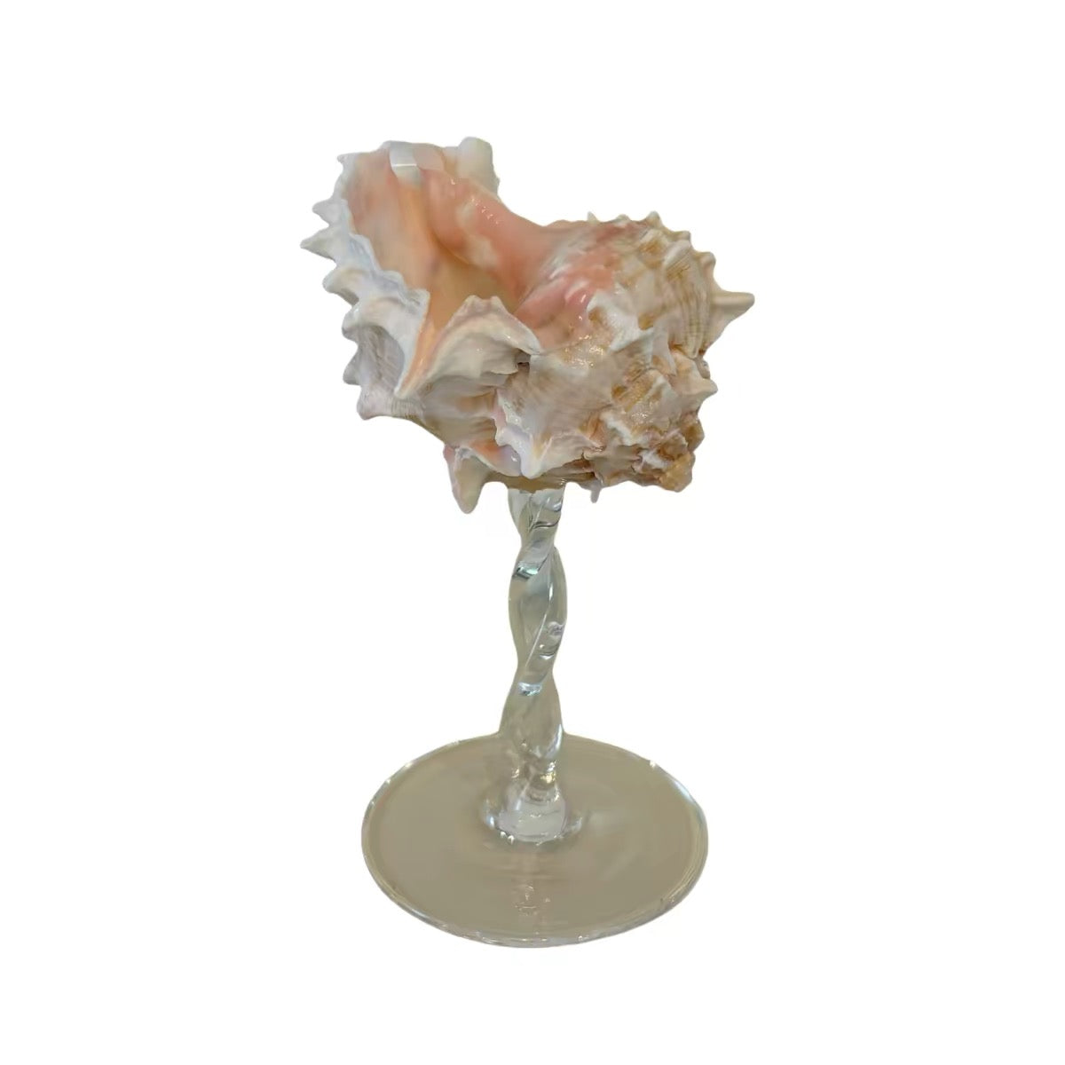 IN Chaos Blush Murex Shell / Clear Twisted Stem natural seashell goblet