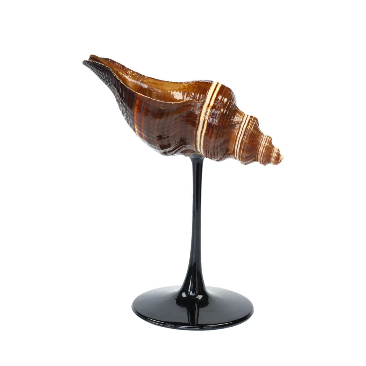IN Chaos Horn Shell / Black Stem natural seashell goblet