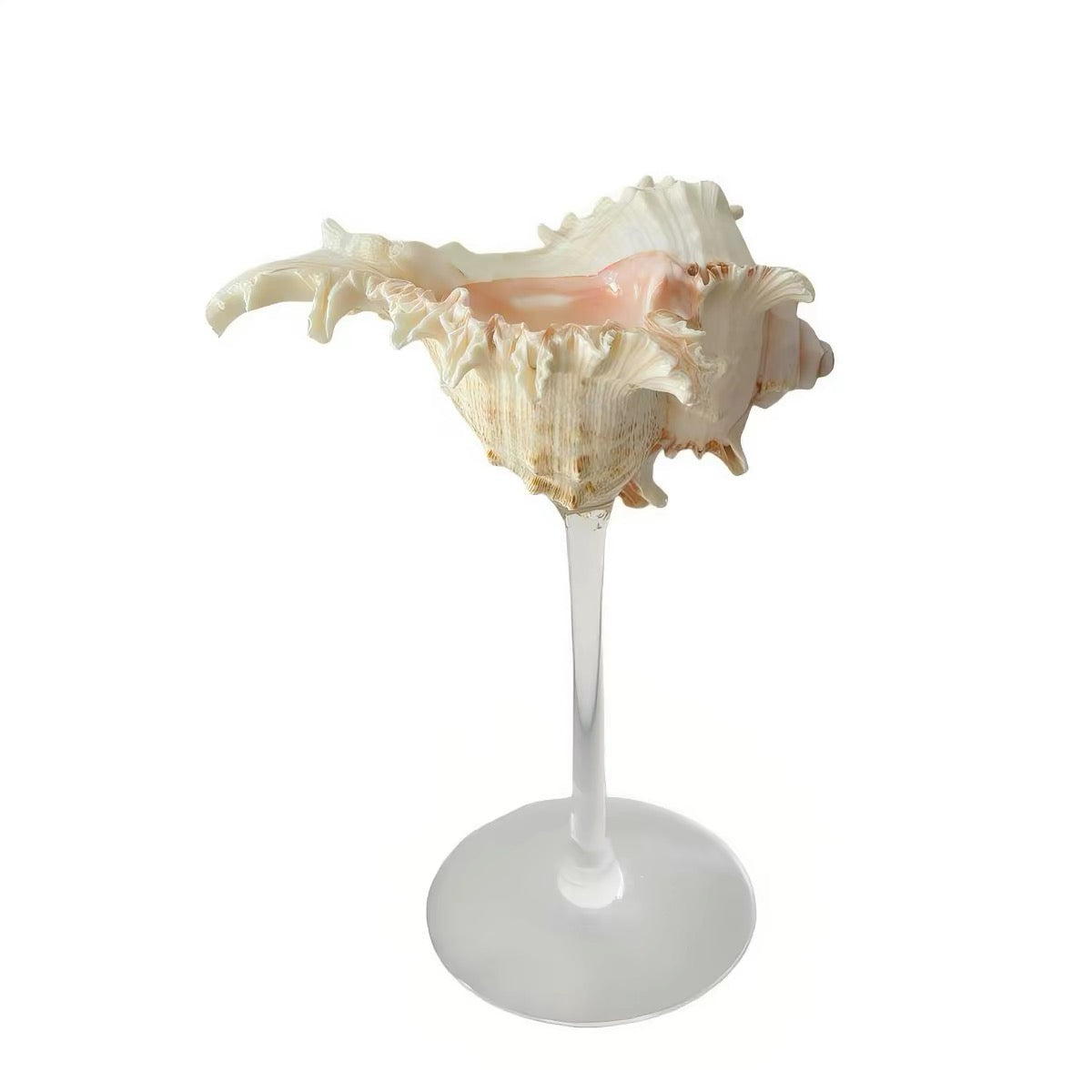 IN Chaos Spider Conch / Clear Stem natural seashell goblet